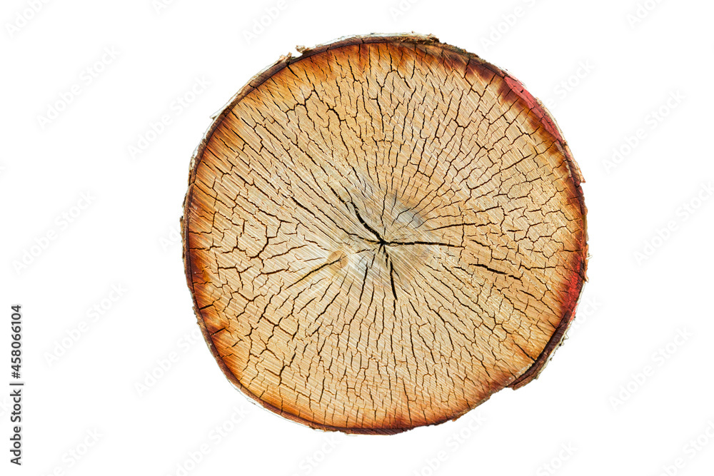 Poster birch log cut isolated on white background