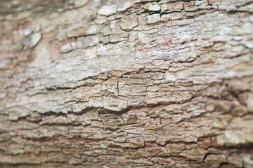 Tree trunk wooden texture for nature grunge abstract wallpaper backdrop