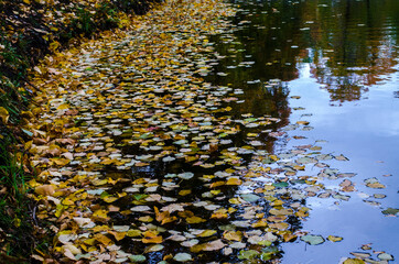 Yellow leaves in the river, photo in autumn