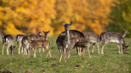 Naklejka na ściany i meble Group of fallow deer, dama dama, standing on field in autumn nature. Many hinds feeding on pasture in fall. Herd of female mammals looking on field.