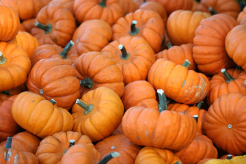 Pile of Mini Pumpkins background
