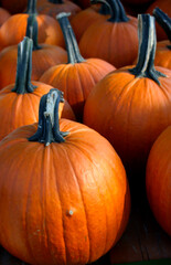 Close up of Fresh Large Pumpkins at Roadside Produce Stand