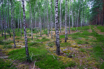 Młode brzozy las, young birch forest