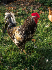 colorful rooster walking on the lawn in the city