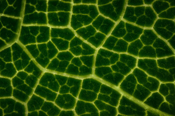 extreme macro detail of a textured leaves. background close-up 