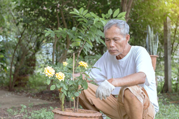 An elderly Asian man grows roses as a hobby.