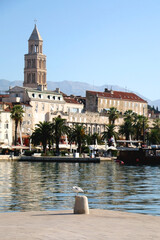 Fototapeta premium Seagull on th epromenade in Split, Croatia. Saint Domnius bell tower in the background. Selective focus.
