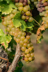 Vitigno Moscato - Piemonte - Uva