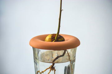 Sprouted avocado seed with a roots in a glass of water.