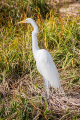 Great White Egret standing in a grassy marsh midday.