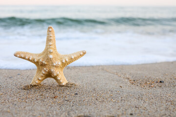 Obraz na płótnie Canvas sea shell starfish on tropical sand turquoise caribbean summer vacation