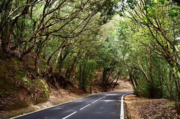 Obraz premium Carretera entre árboles