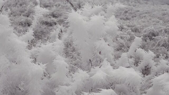 Snow flowers. Fantastically beautiful white frost, like flowers from the Snow Queen Kingdom (Andersen's fairy tale)