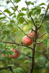 apple fruit on a tree in early autumn, northern Croatia