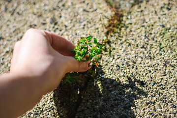 Hand removing weeds that grow between the tiles in the garden.