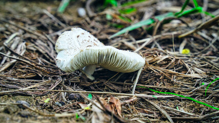 Fresh and young mushroom umbrella closeup . Macrolepiota procera - Powered by Adobe