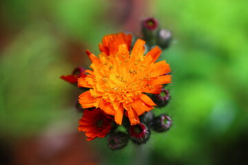 Jastrzębiec pomarańczowy Hieracium aurantiacum
