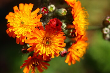 Jastrzębiec pomarańczowy Hieracium aurantiacum