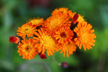 Jastrzębiec pomarańczowy Hieracium aurantiacum