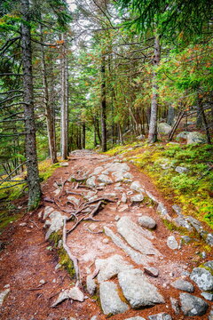 Trail In Acadia National Park