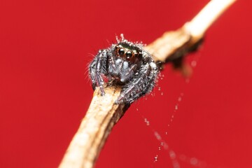 cute looking jumping spider covered with water close up stock photo