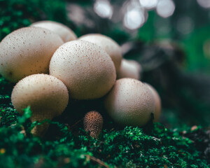 White mushrooms
