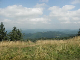 forest in the mountains