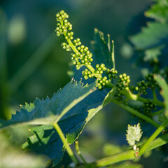 Vitigno Nebbiolo - Langhe - Piemonte - Uva