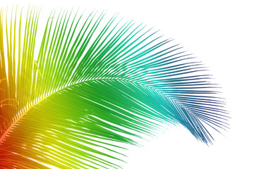 Obraz premium palme arc-en-ciel 