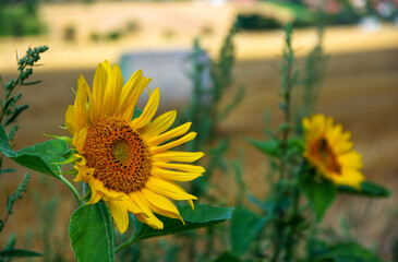 Nahaufnahme einer Sonnenblume am Rand eines abgeernteten Feldes mit Strohballen