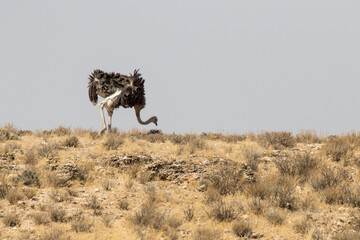Largest bird in the world: Ostrich looks for food in desert