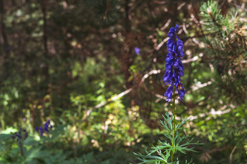 Abeja volado y polinizando en las flores