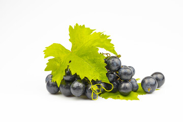 The bunch of grapes is dark blue with fresh leaves isolated on a white background.