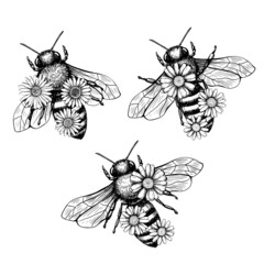 Bee and flower in sketch style on black background. Nature vector vintage illustration design element set. Hand draw.