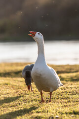 birds, nature, animals, bird