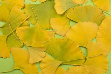texture of many yellow-green leaves of ginkgo biloba, close-up