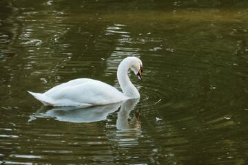 Obraz premium Beautiful white swan on the lake.