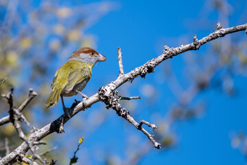 birds, nature, animals, bird