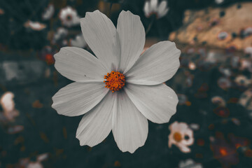 Beautiful background, white wildflowers chamomile.