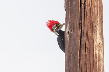 birds, nature, animals, bird