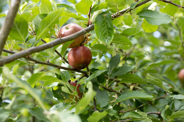 red wild apples hanging on a tree in forest