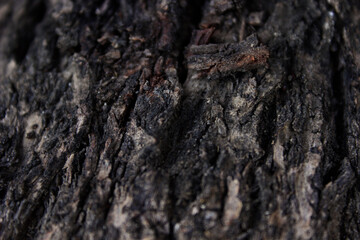 árbol