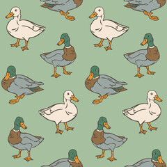 Vector seamless pattern with ducks. Domestic and wild ducks on green background.