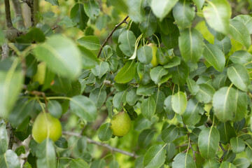 green wild pears hanging on a tree in forest