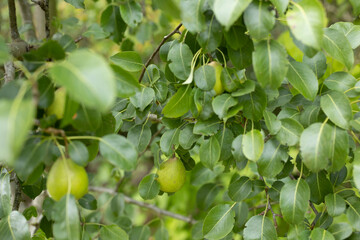 green wild pears hanging on a tree in forest