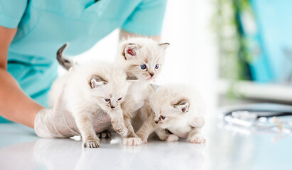 Ragdoll kittens at veterinerian clinic