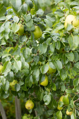 green wild pears hanging on a tree in forest