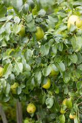 green wild pears hanging on a tree in forest