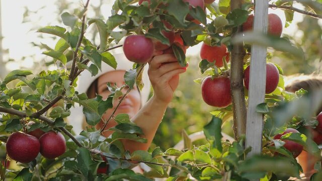 A woman farmer in a white hat picks apples in an apple orchard in sunny weather.