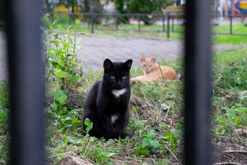 cat on the fence, cats on the grass, cats are watching, 
black cat